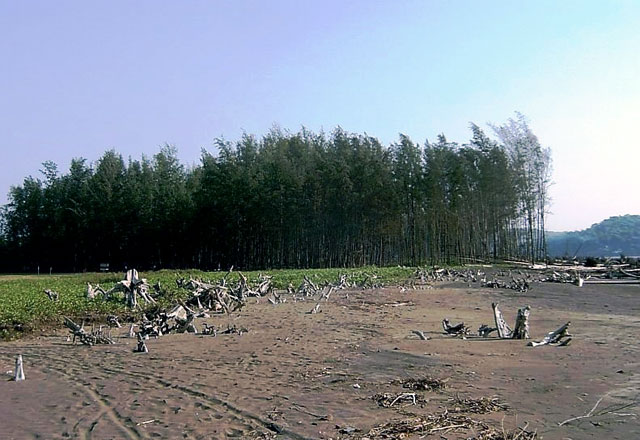 Suruche Ban - Dabhol