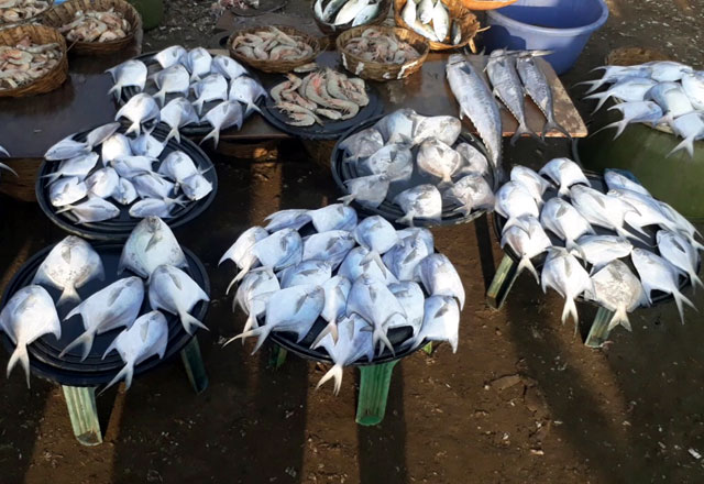 Harhai Fish Auction